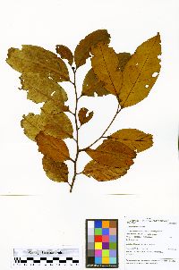 Prunus debilis image