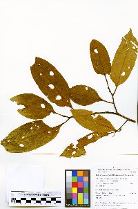 Otoba parvifolia image