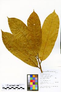 Pseudolmedia macrophylla image