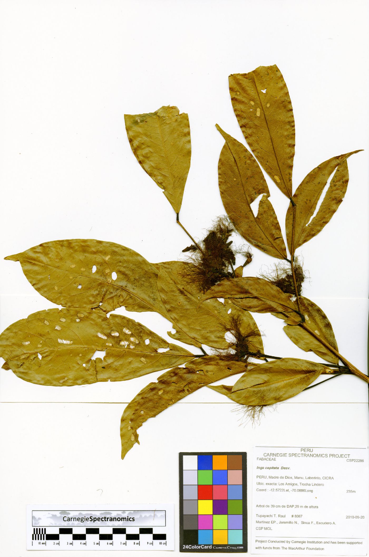 Inga capitata image