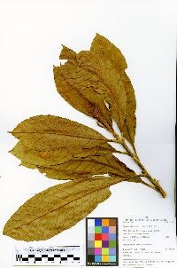 Pouteria glomerata image