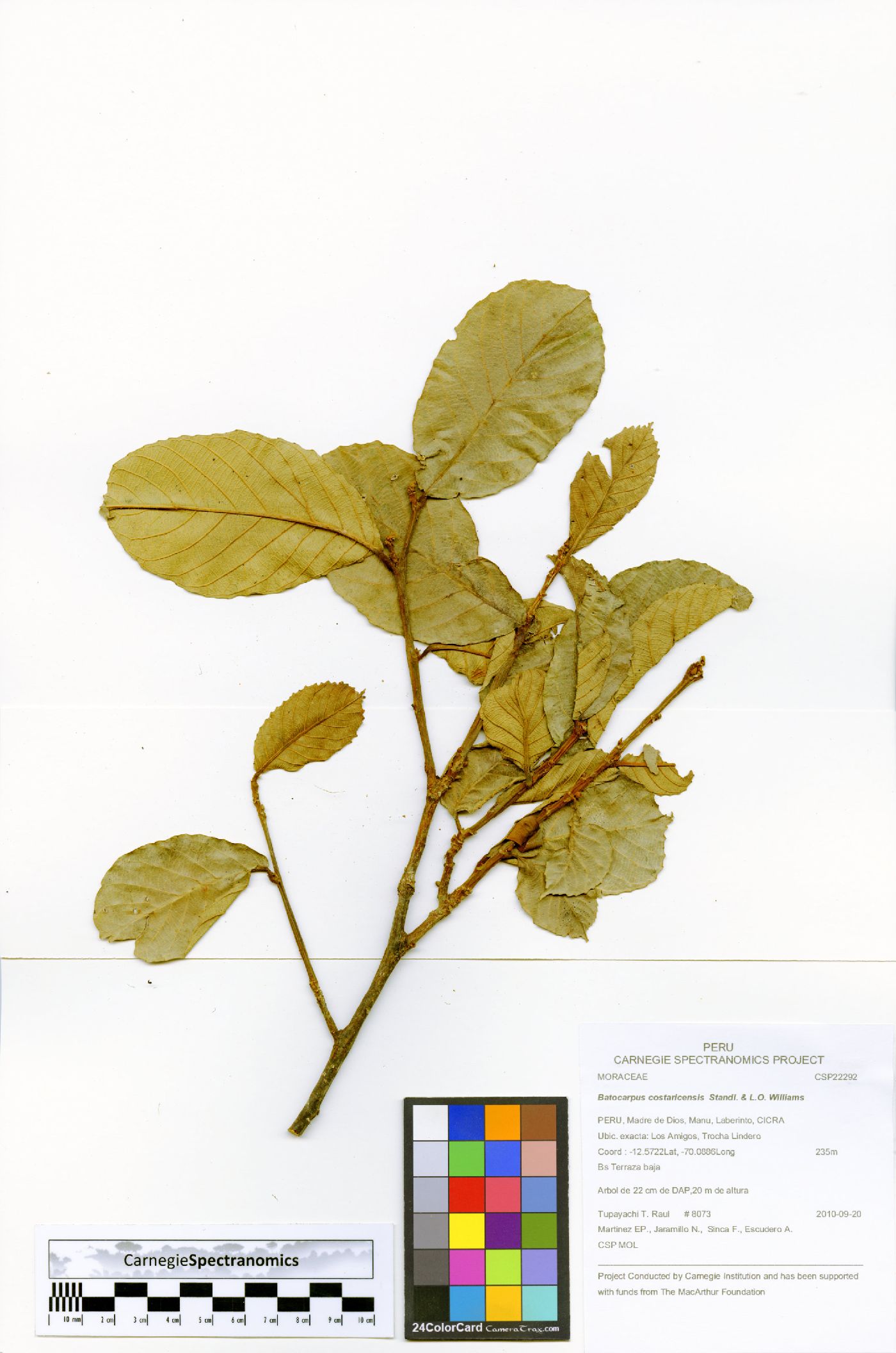 Batocarpus image