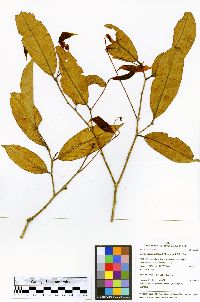 Image of Compsoneura debilis