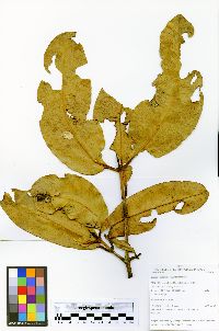 Garcinia madruno image