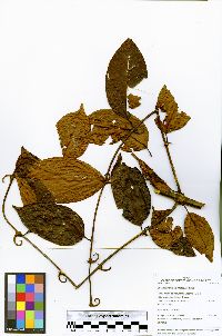 Uncaria guianensis image