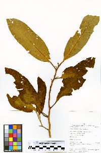 Otoba parvifolia image