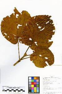 Matisia cordata image
