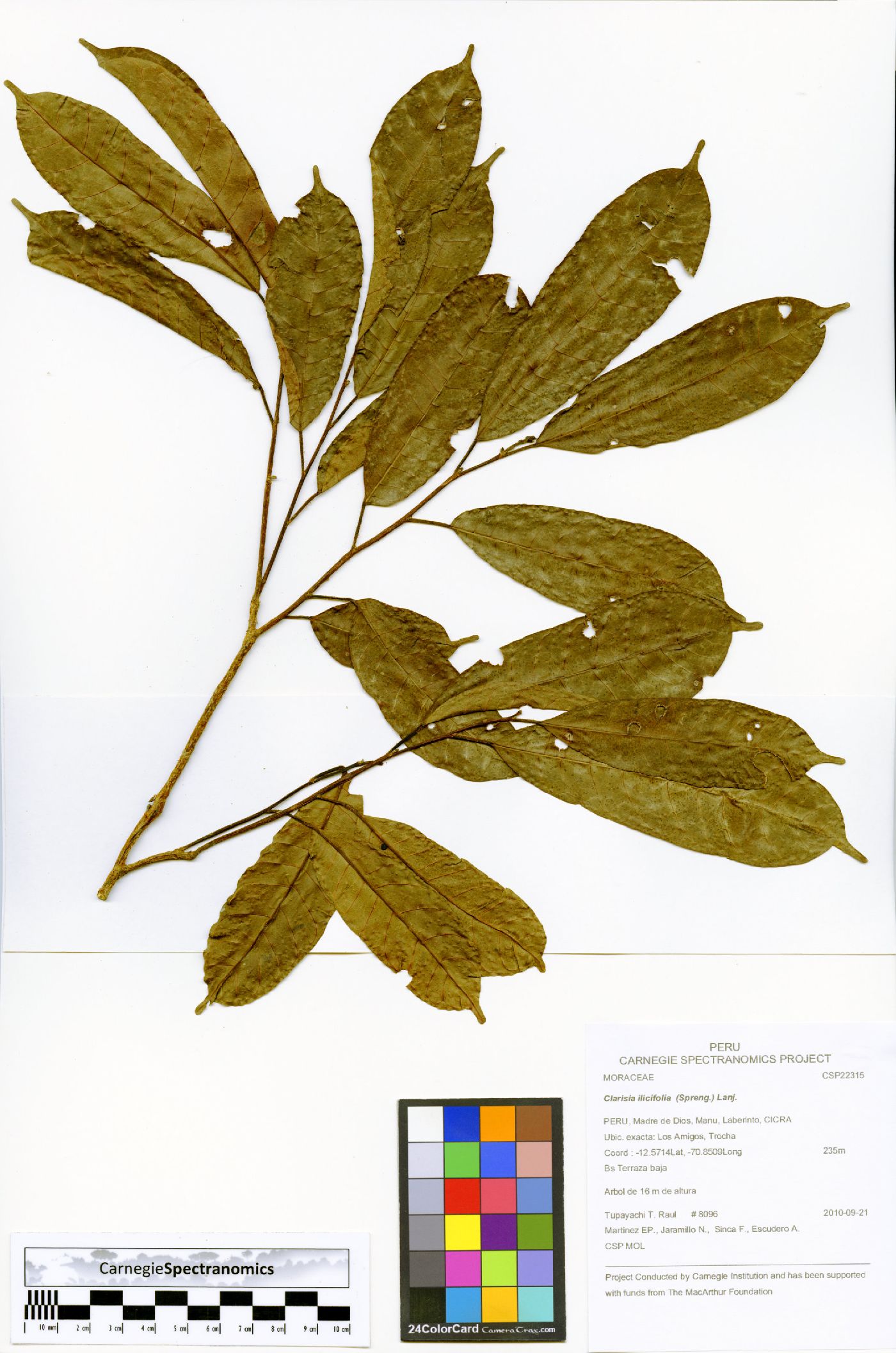 Clarisia image
