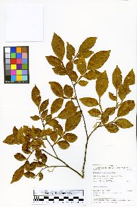 Swartzia arborescens image