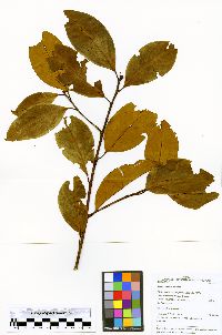 Prunus debilis image