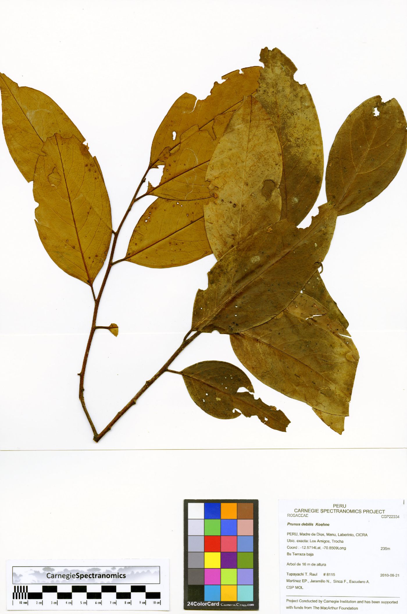 Prunus debilis image