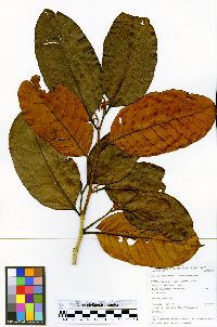 Sarcaulus brasiliensis subsp. brasiliensis image
