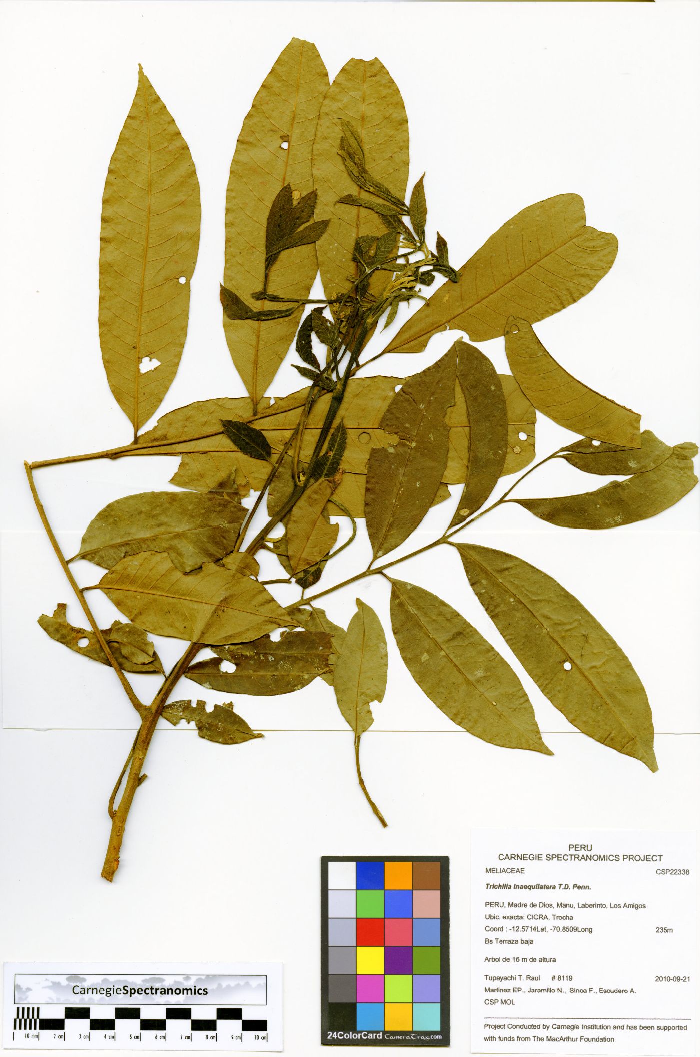 Trichilia inaequilatera image