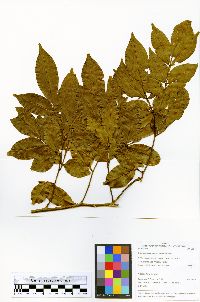 Swartzia arborescens image