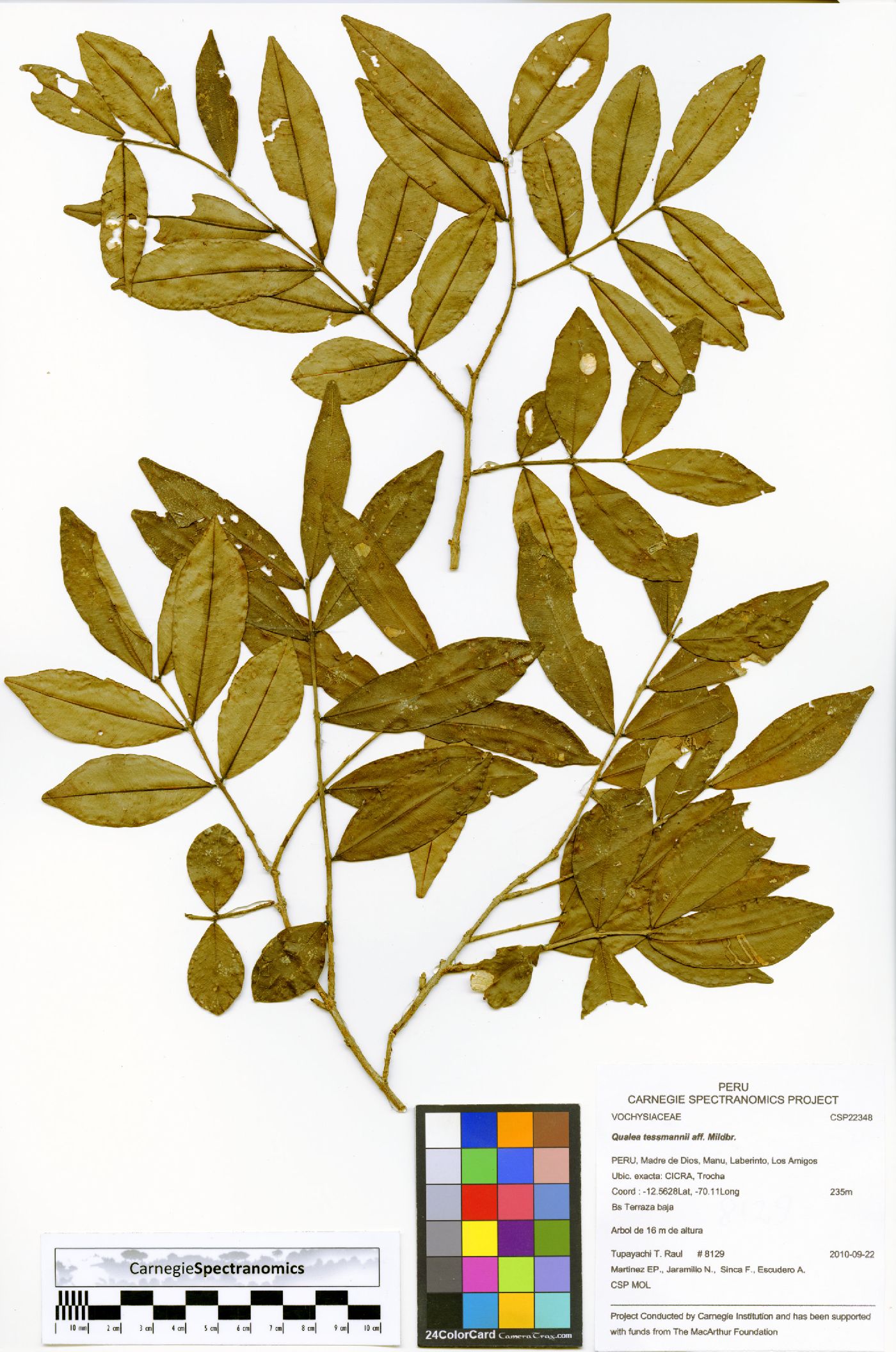 Qualea tessmannii image