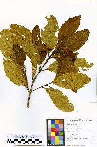 Sloanea guianensis image