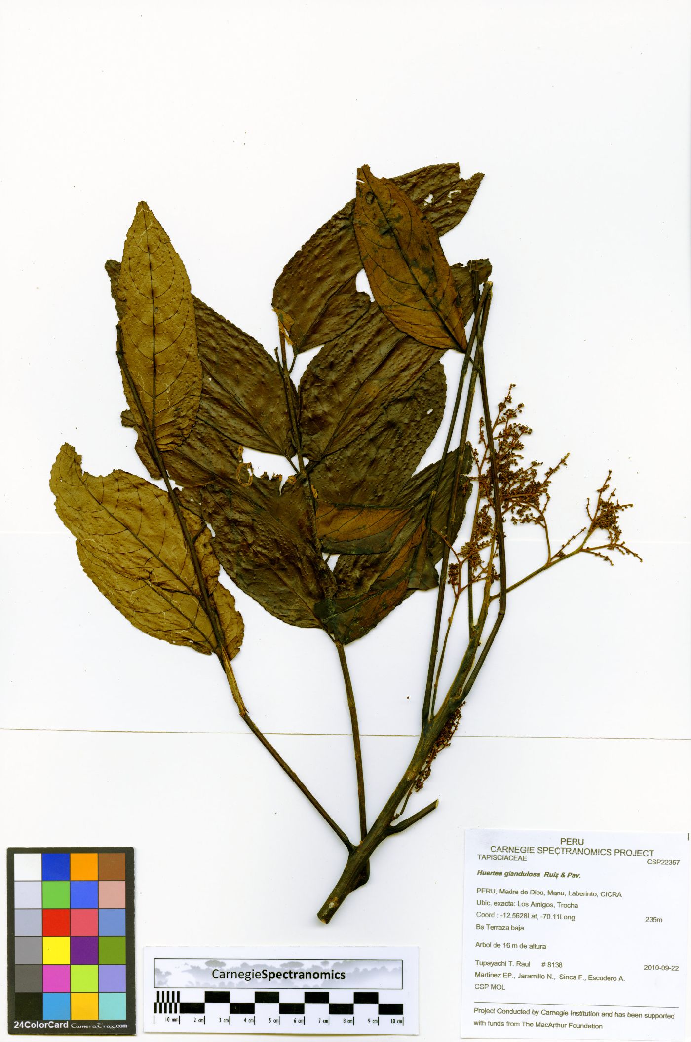 Huertea image