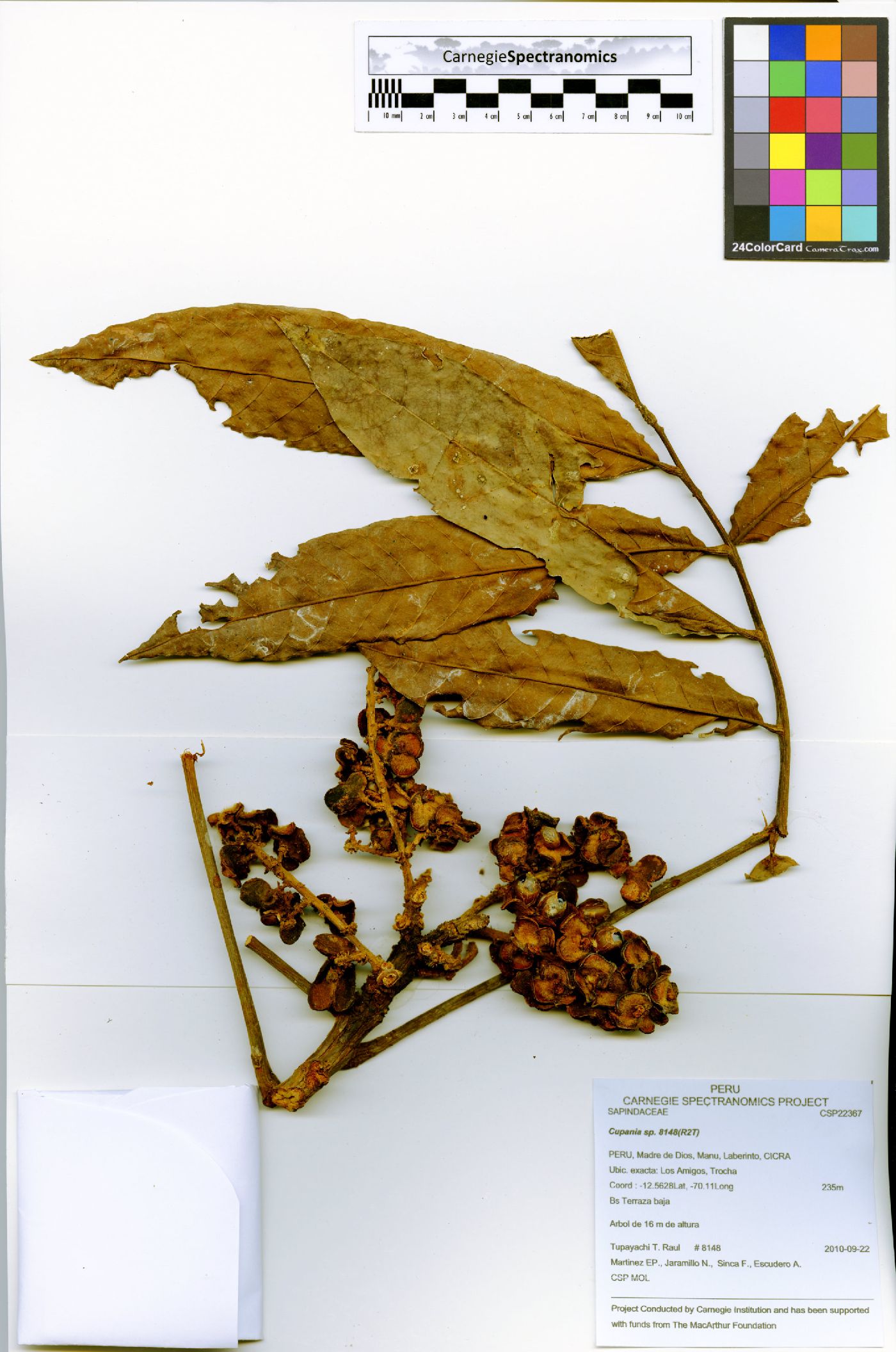 Matayba macrostylis image