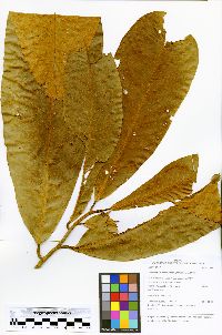 Image of Naucleopsis pseudonaga