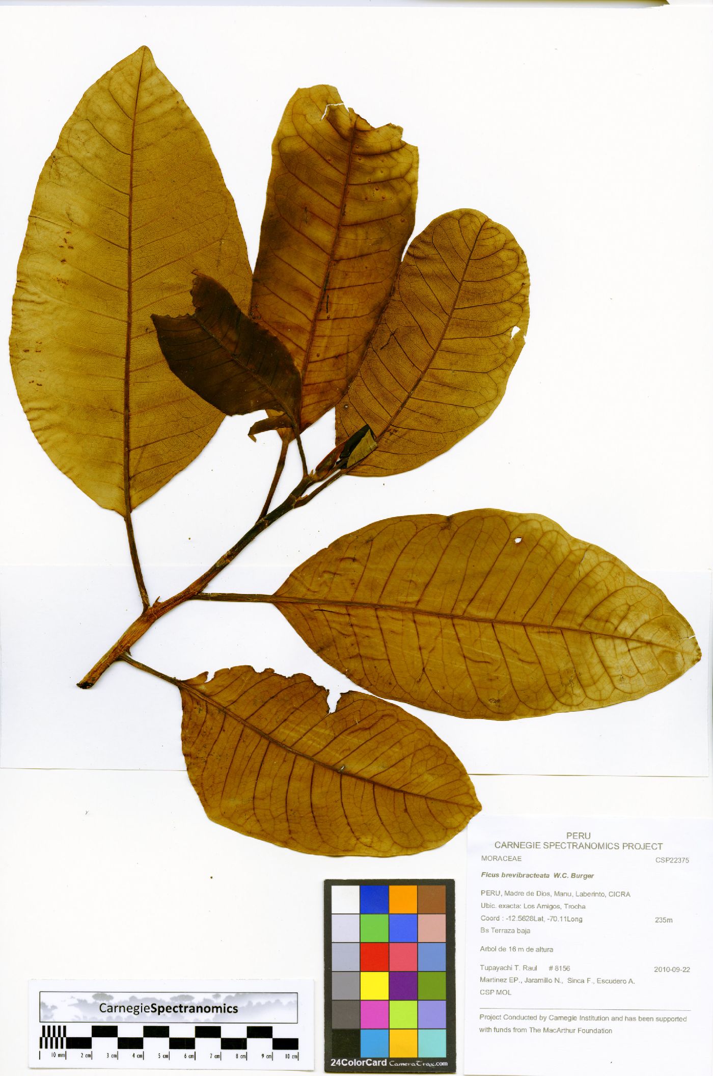 Ficus brevibracteata image