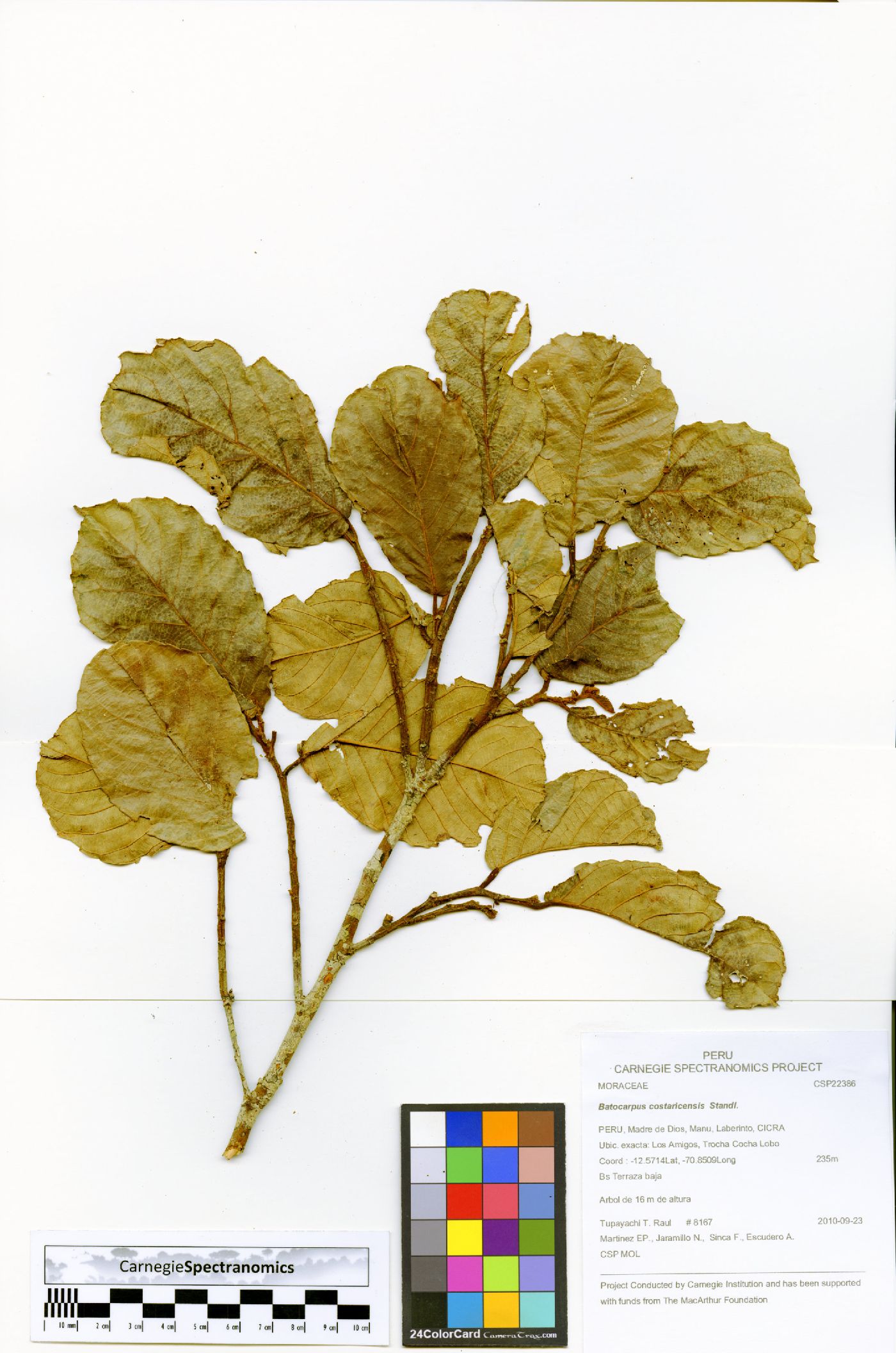 Batocarpus image