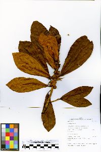 Ficus trigona image