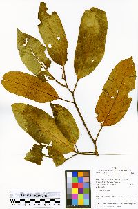 Image of Guarea pubescens