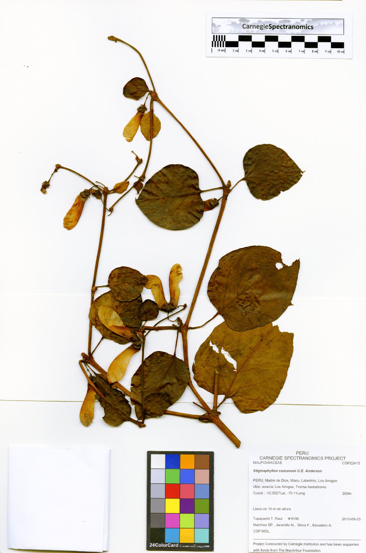 Stigmaphyllon cuzcanum image