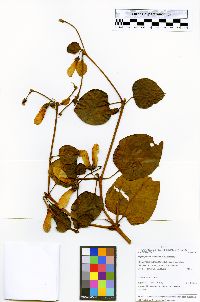Media resource of Stigmaphyllon cuzcanum