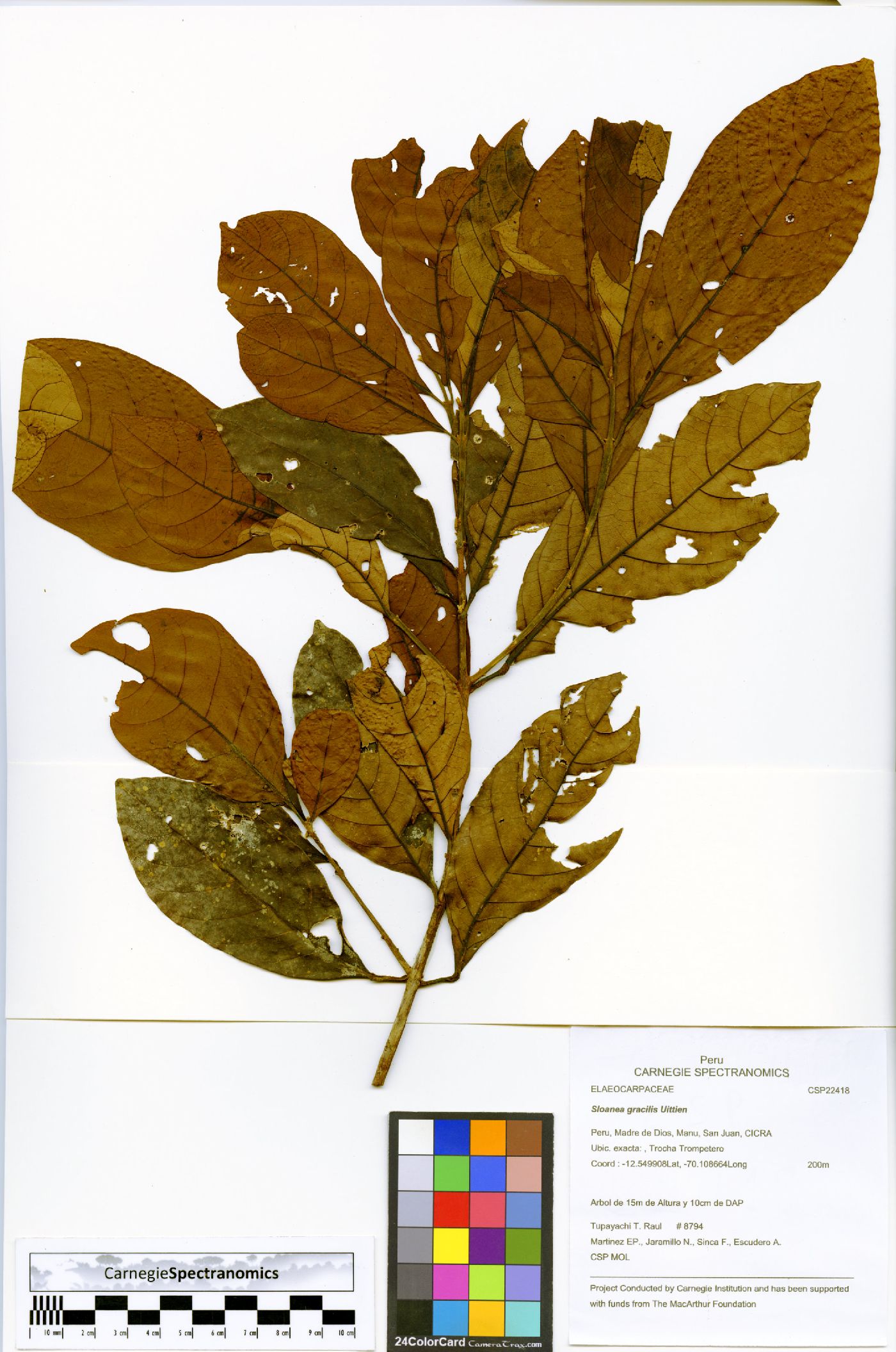 Sloanea gracilis image