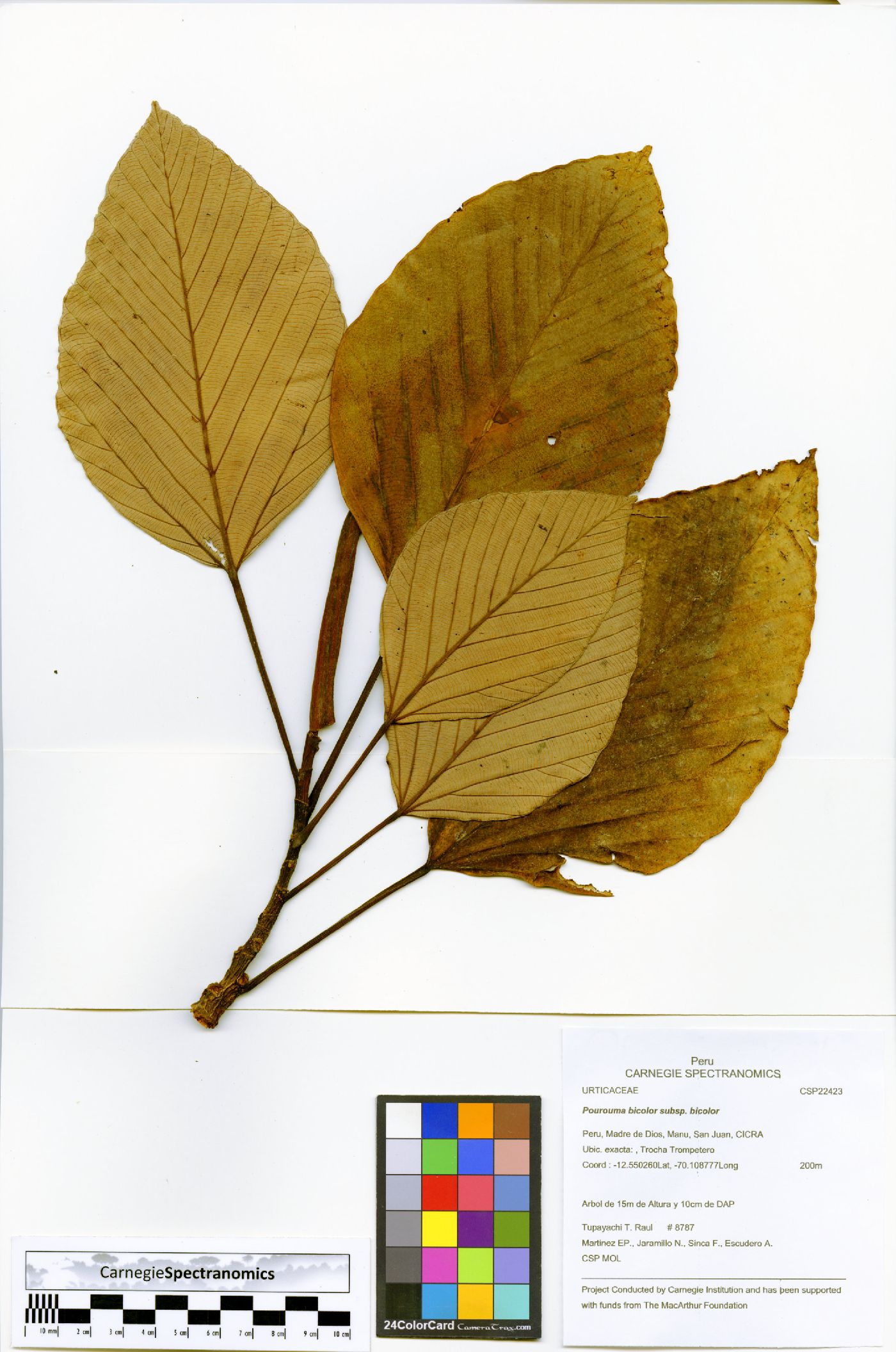 Pourouma bicolor subsp. bicolor image