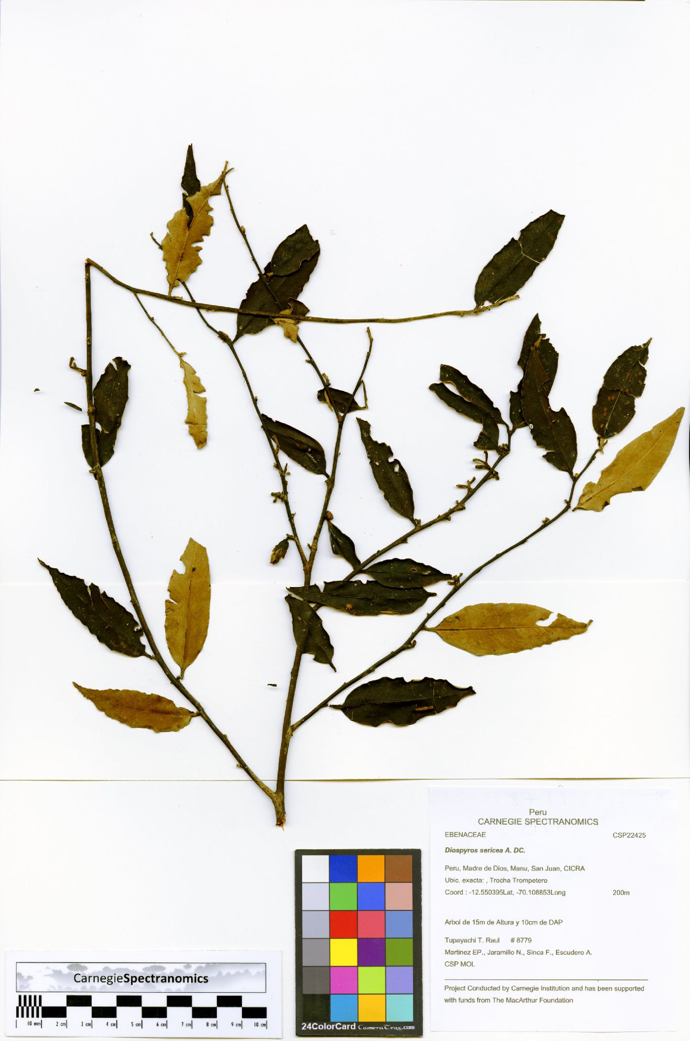 Diospyros pseudoxylopia image