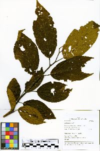 Apeiba aspera image