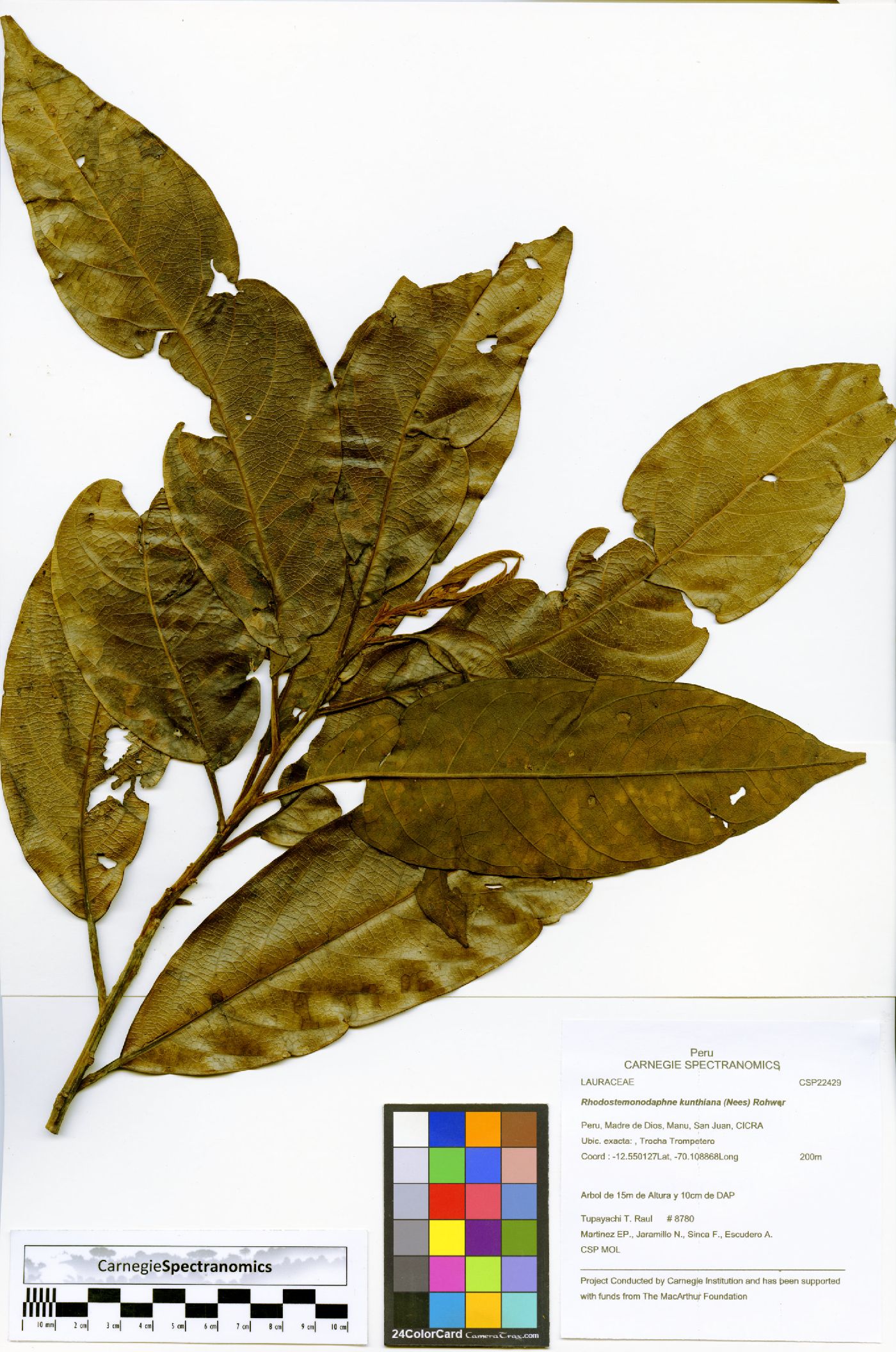 Rhodostemonodaphne image