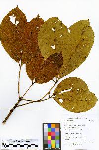 Hevea guianensis image