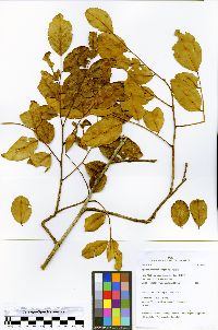 Apuleia leiocarpa image