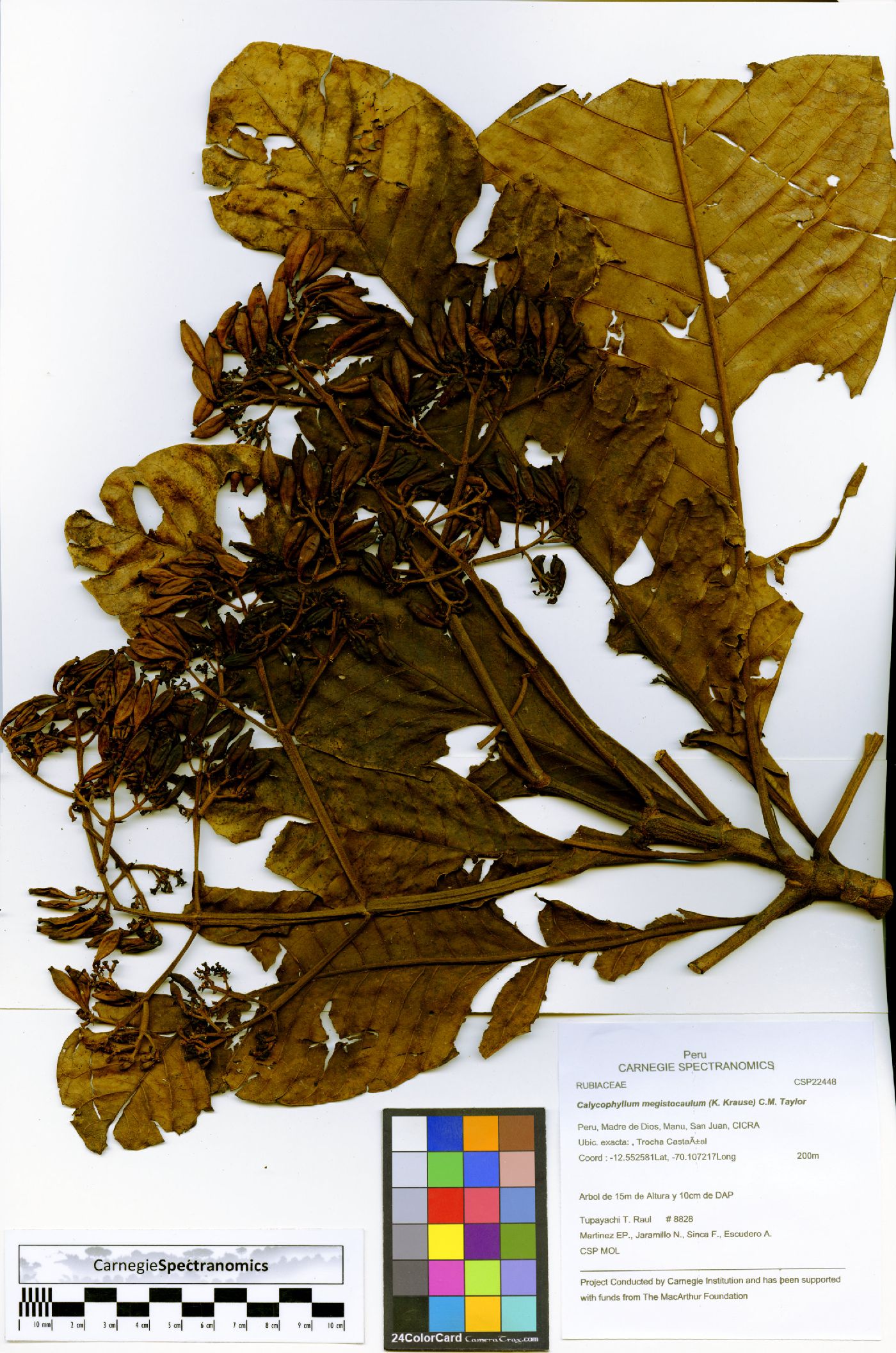 Calycophyllum megistocaulum image