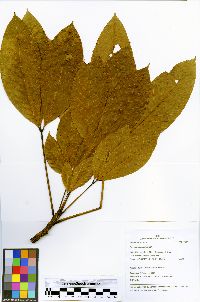 Hevea guianensis image