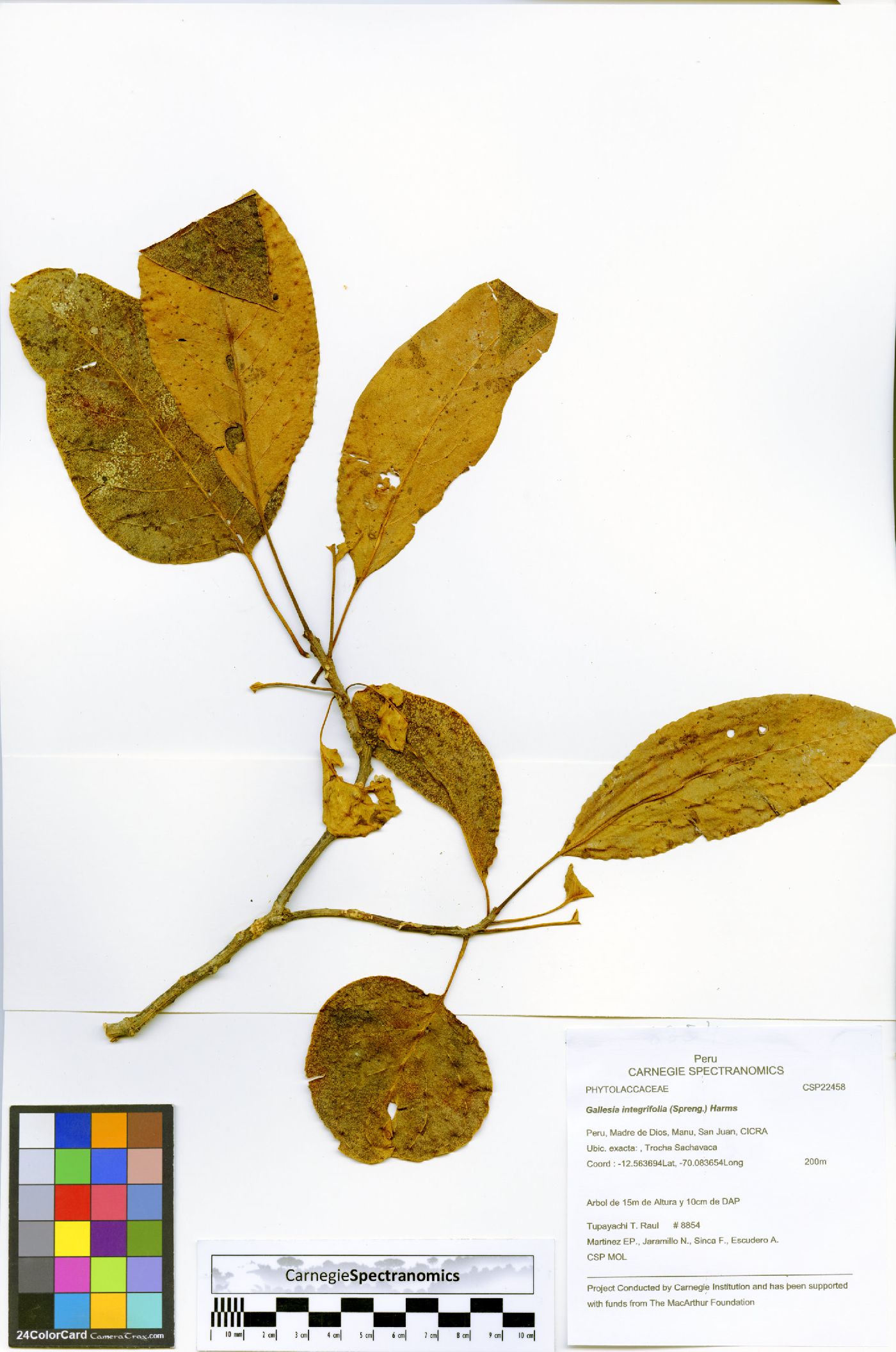 Gallesia integrifolia image