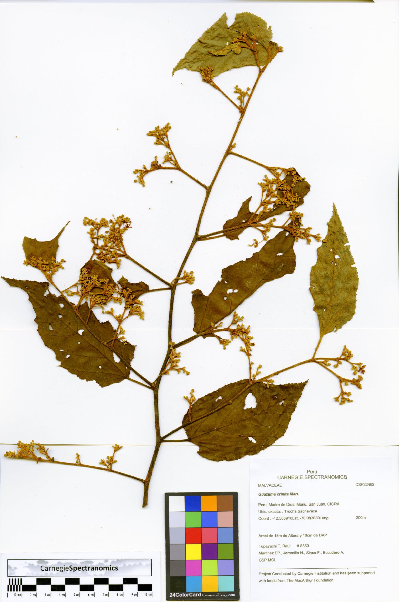 Guazuma crinita image