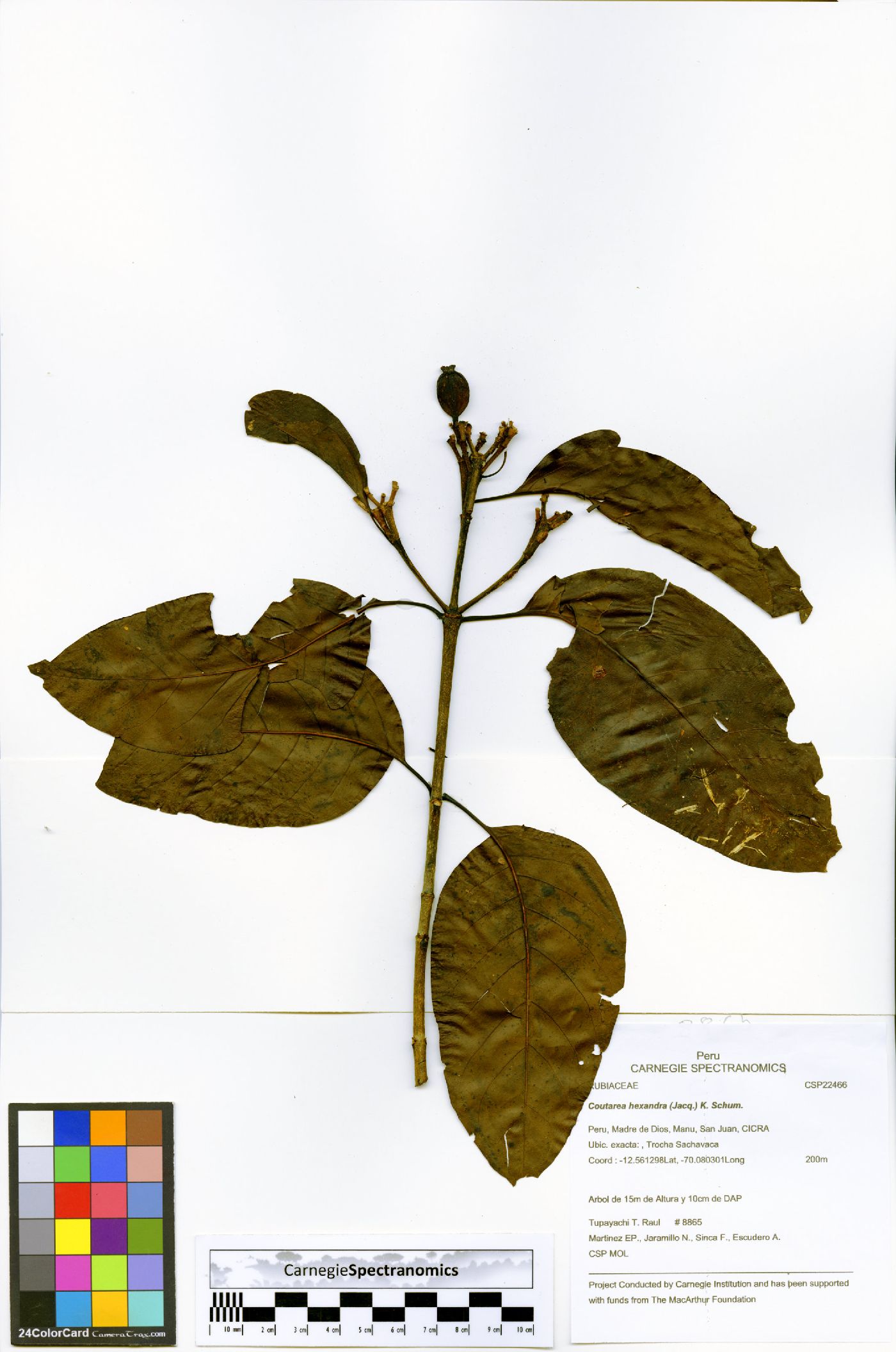 Coutarea hexandra image