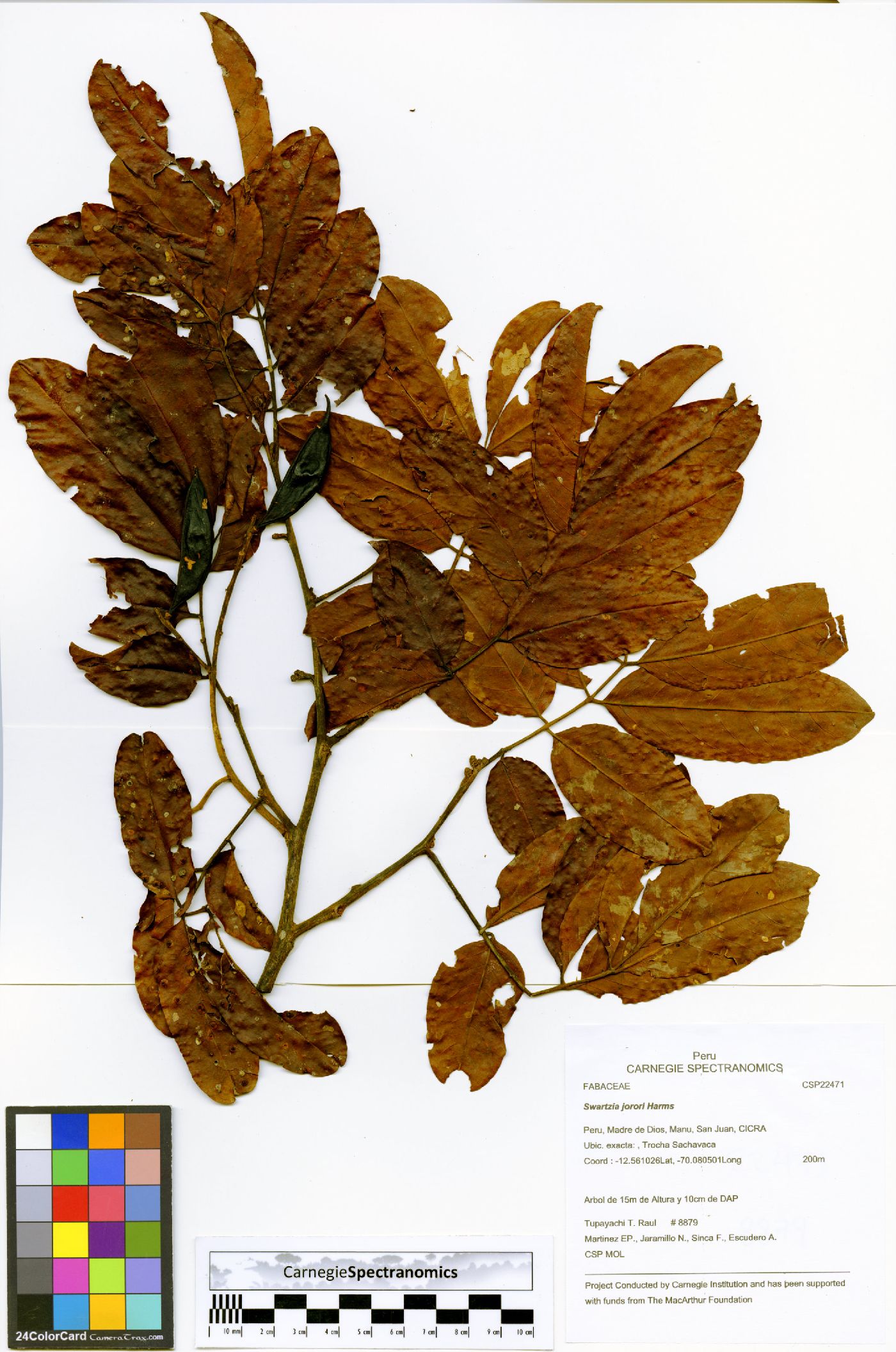 Swartzia jorori image