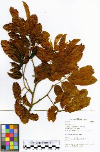 Swartzia jorori image
