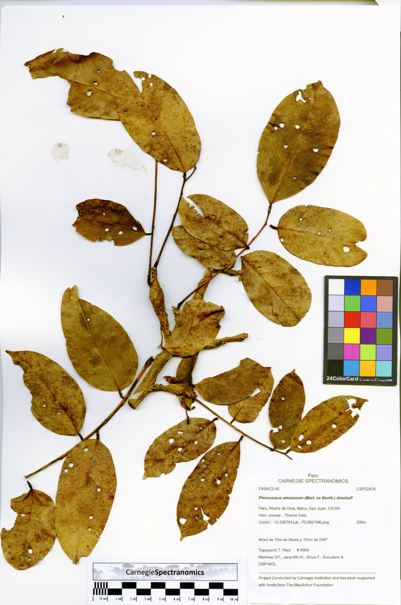 Pterocarpus amazonum image