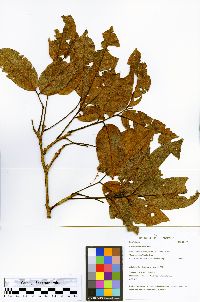 Pterocarpus rohrii image