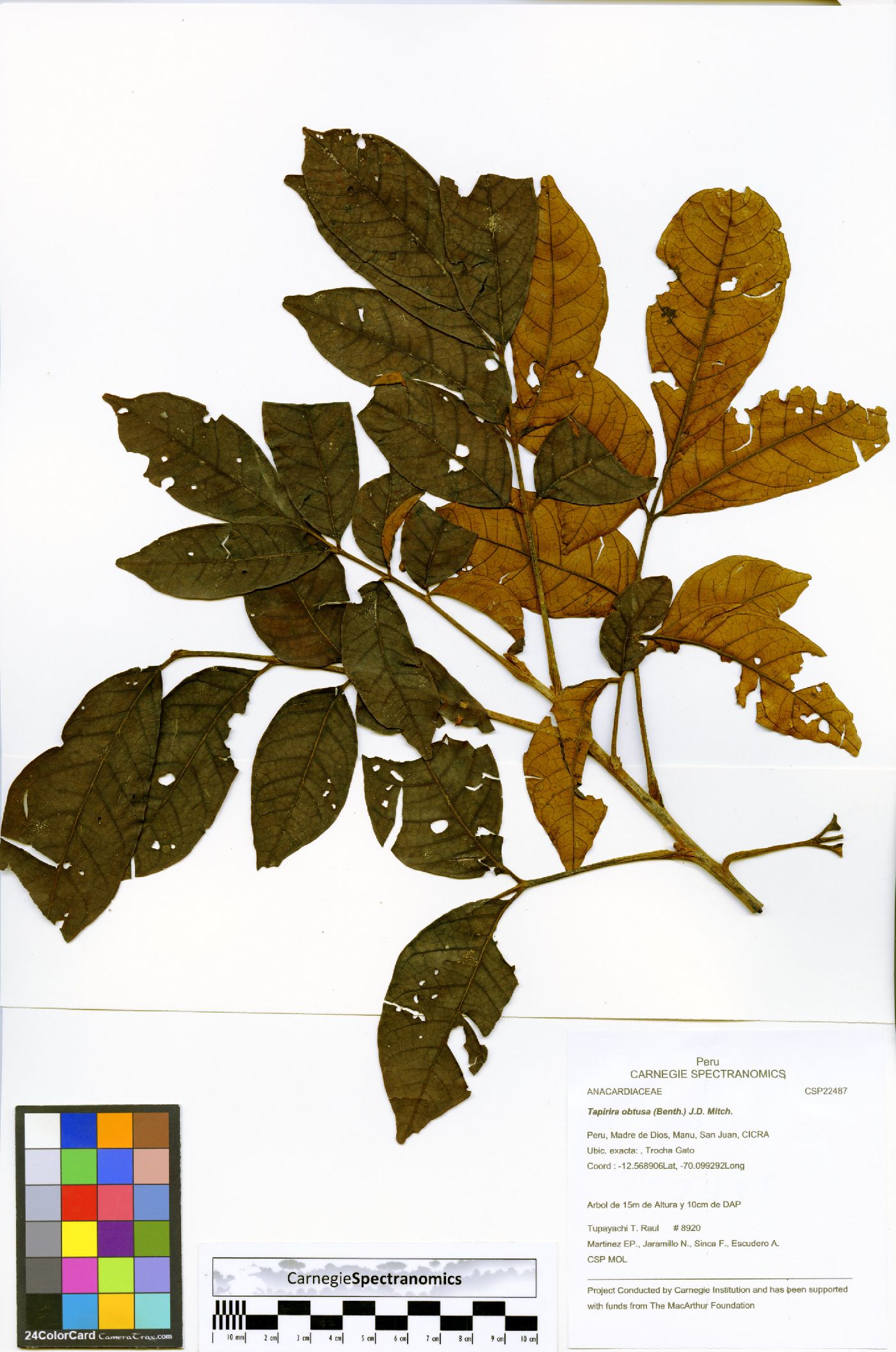 Tapirira obtusa image