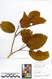 Huberodendron swietenioides image