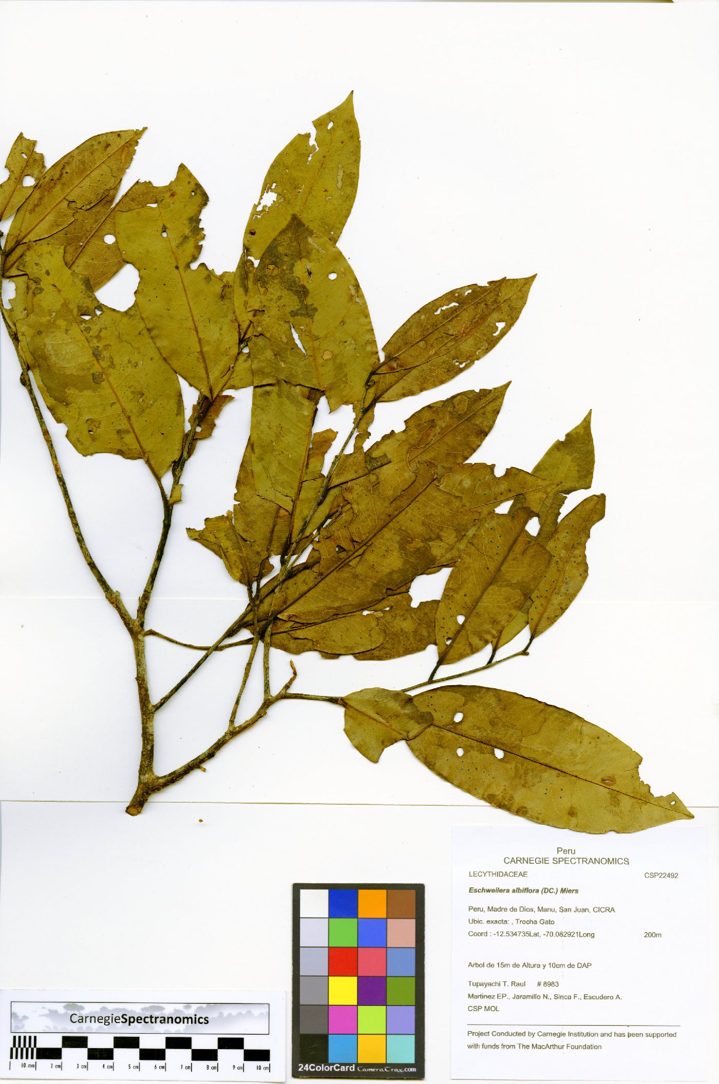 Eschweilera albiflora image