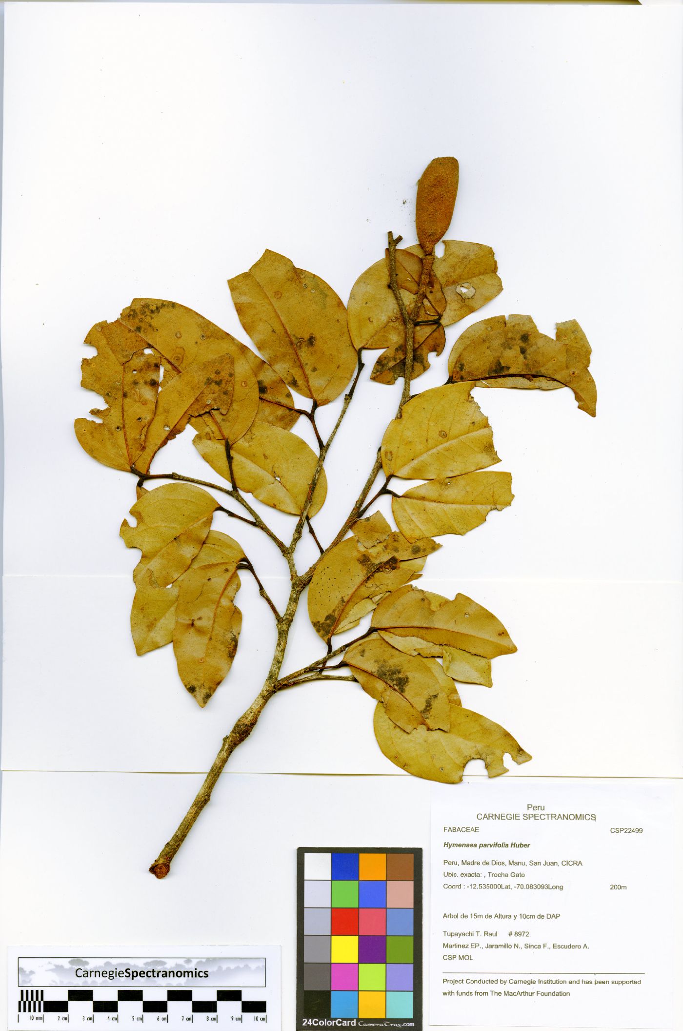 Hymenaea parvifolia image