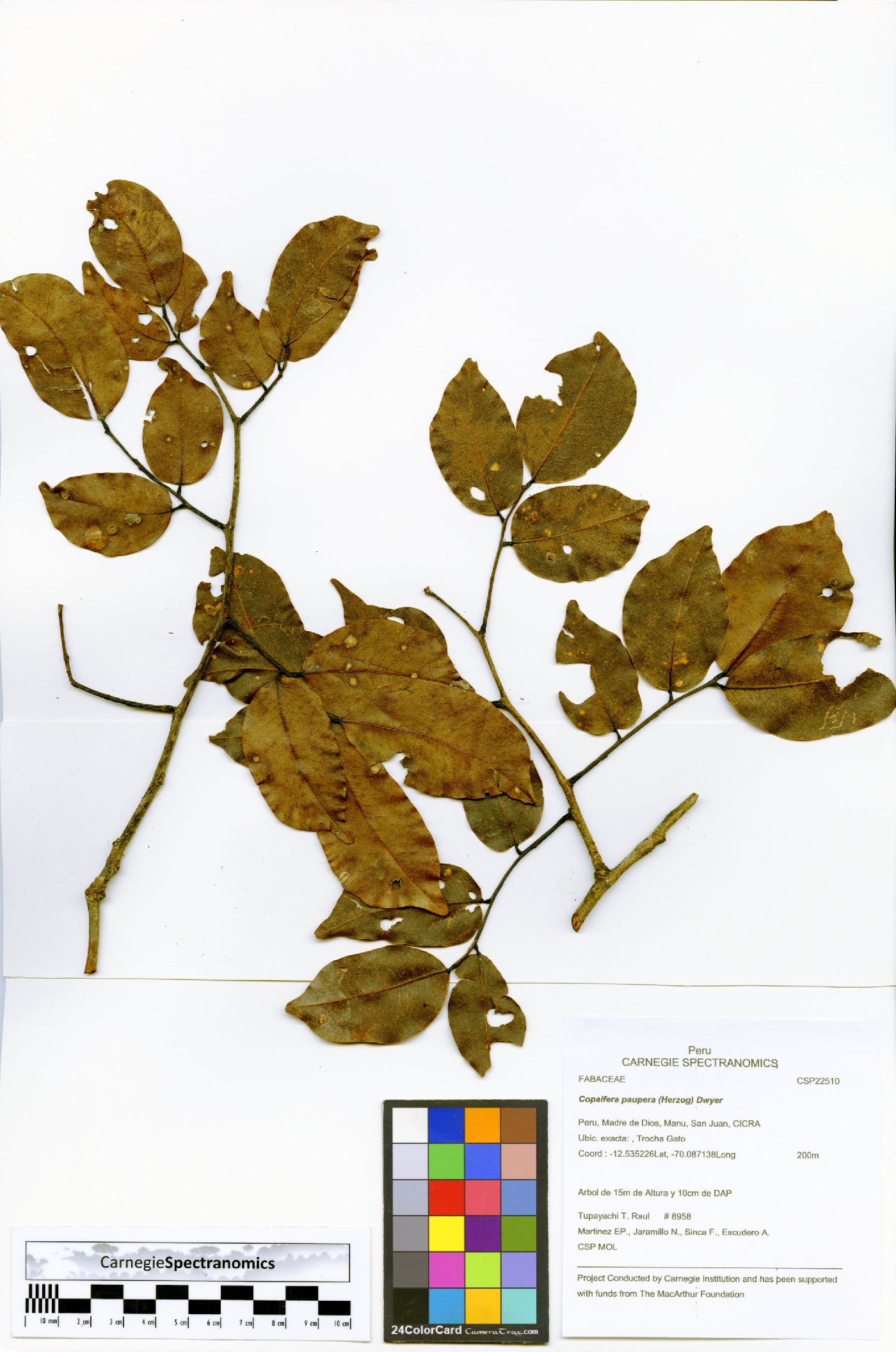 Copaifera reticulata image